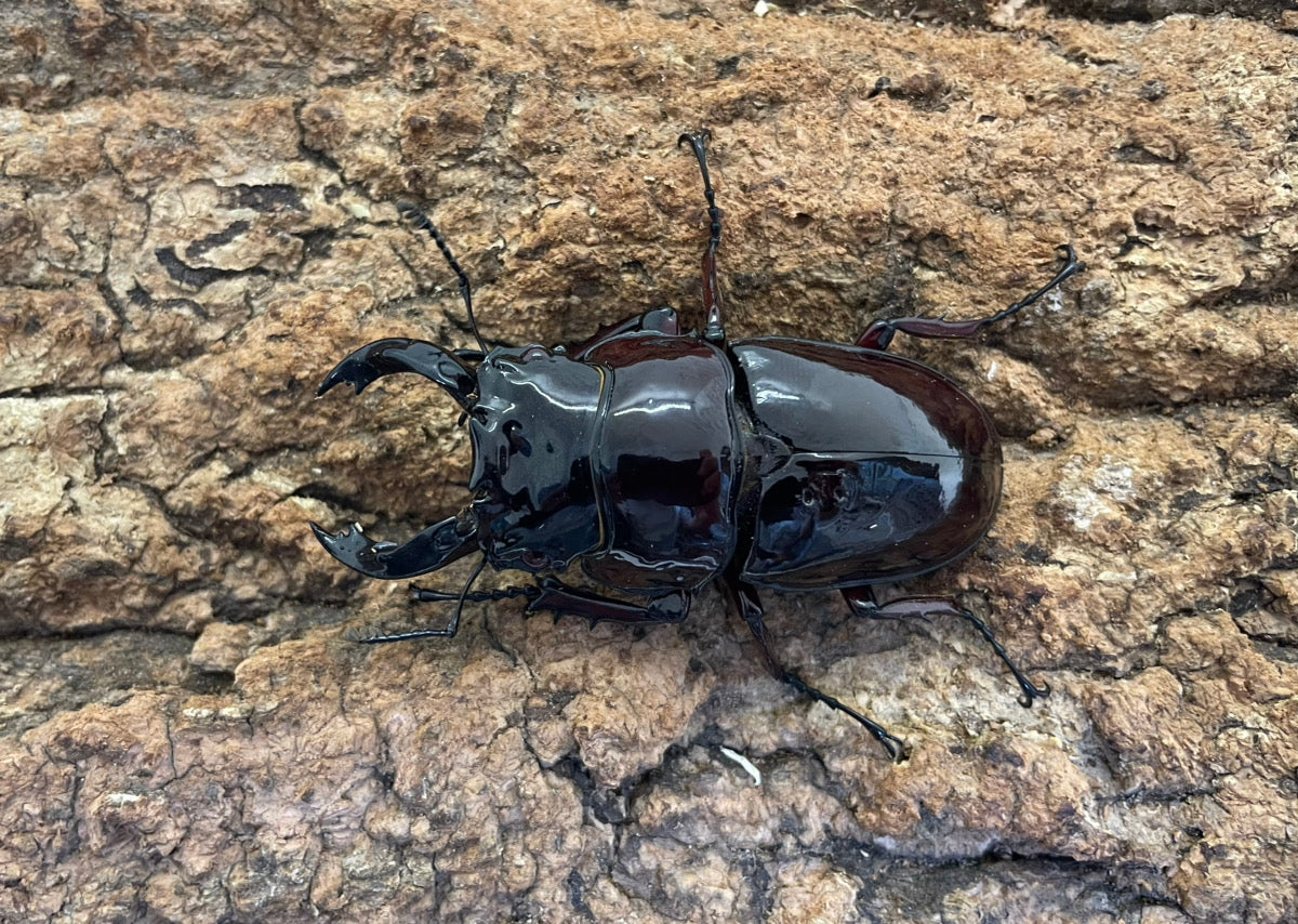 レギウスオオツヤクワガタ