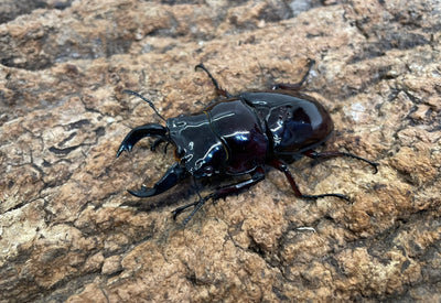 レギウスオオツヤクワガタ