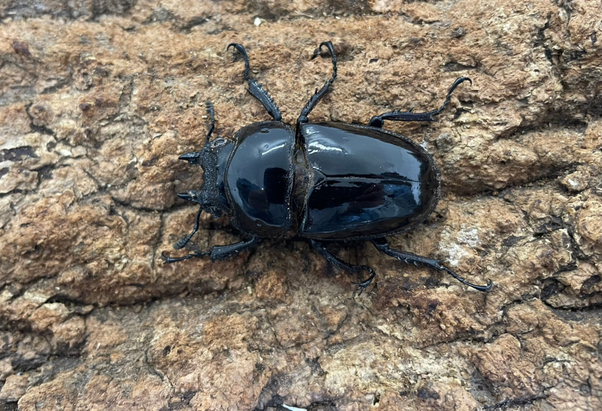 レギウスオオツヤクワガタ – INSECT SHOP KMY