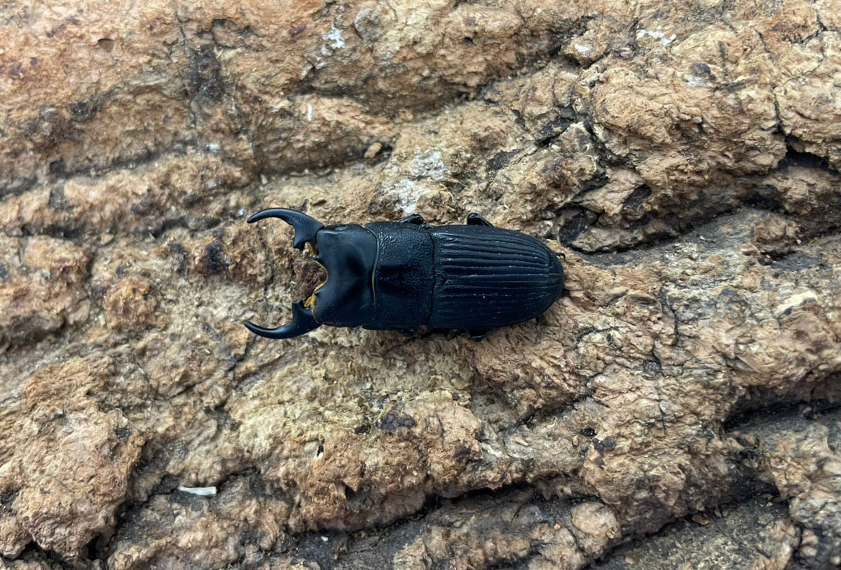 プラティオドンネブトクワガタ