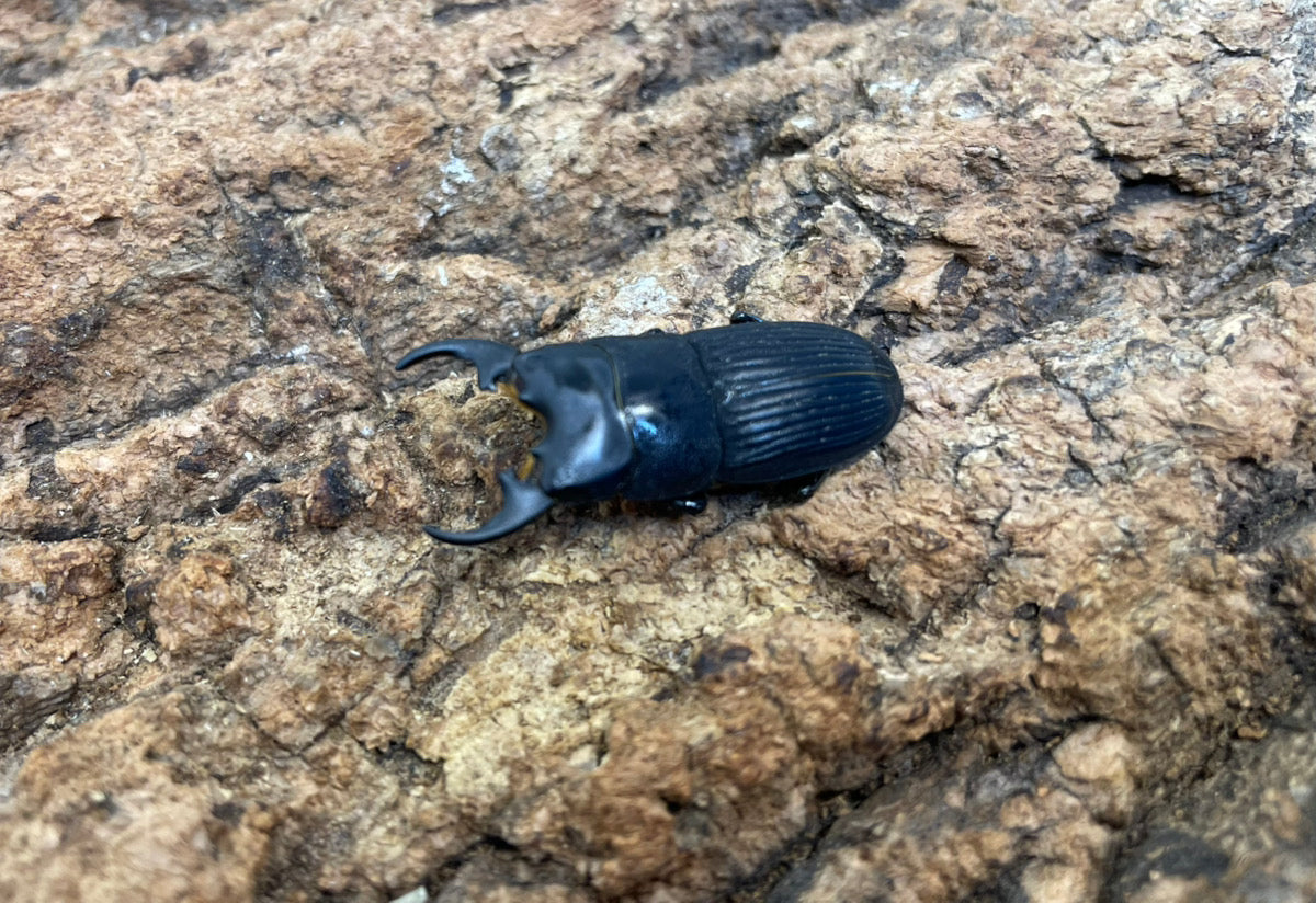 プラティオドンネブトクワガタ