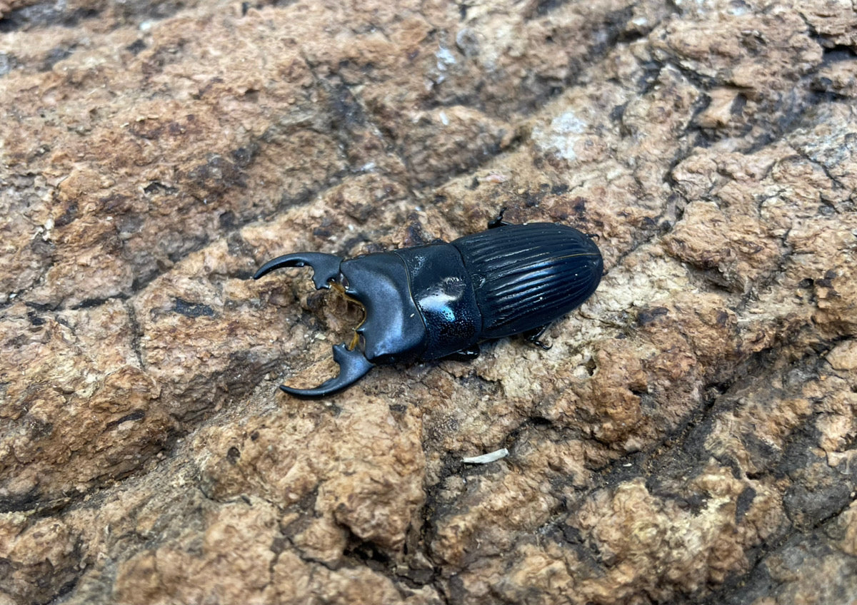 プラティオドンネブトクワガタ