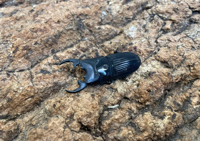 プラティオドンネブトクワガタ