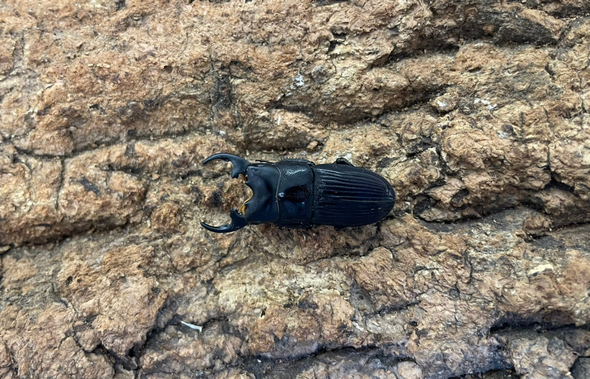 プラティオドンネブトクワガタ