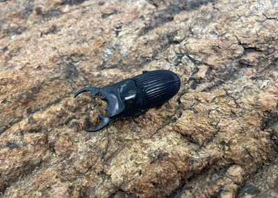 プラティオドンネブトクワガタ