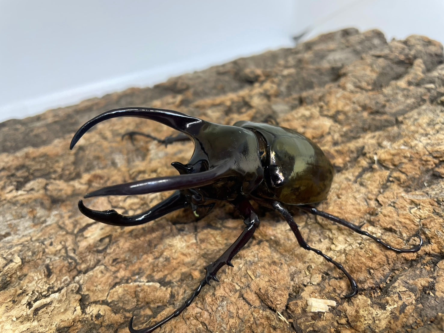 カブトムシ 純金製（K24）製 鋸鍬形（ノコギリクワガタ）＆ 兜虫