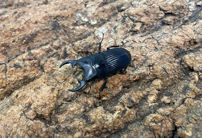 プラティオドンネブトクワガタ