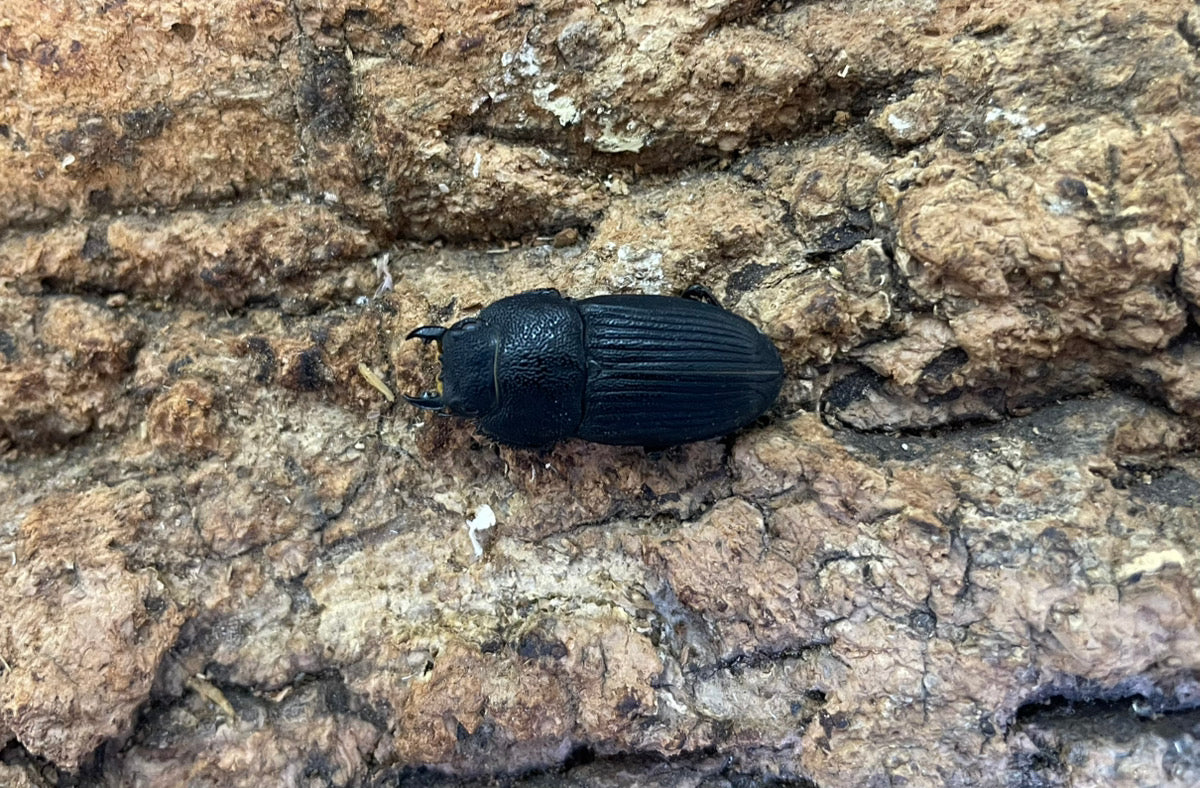 プラティオドンネブトクワガタ