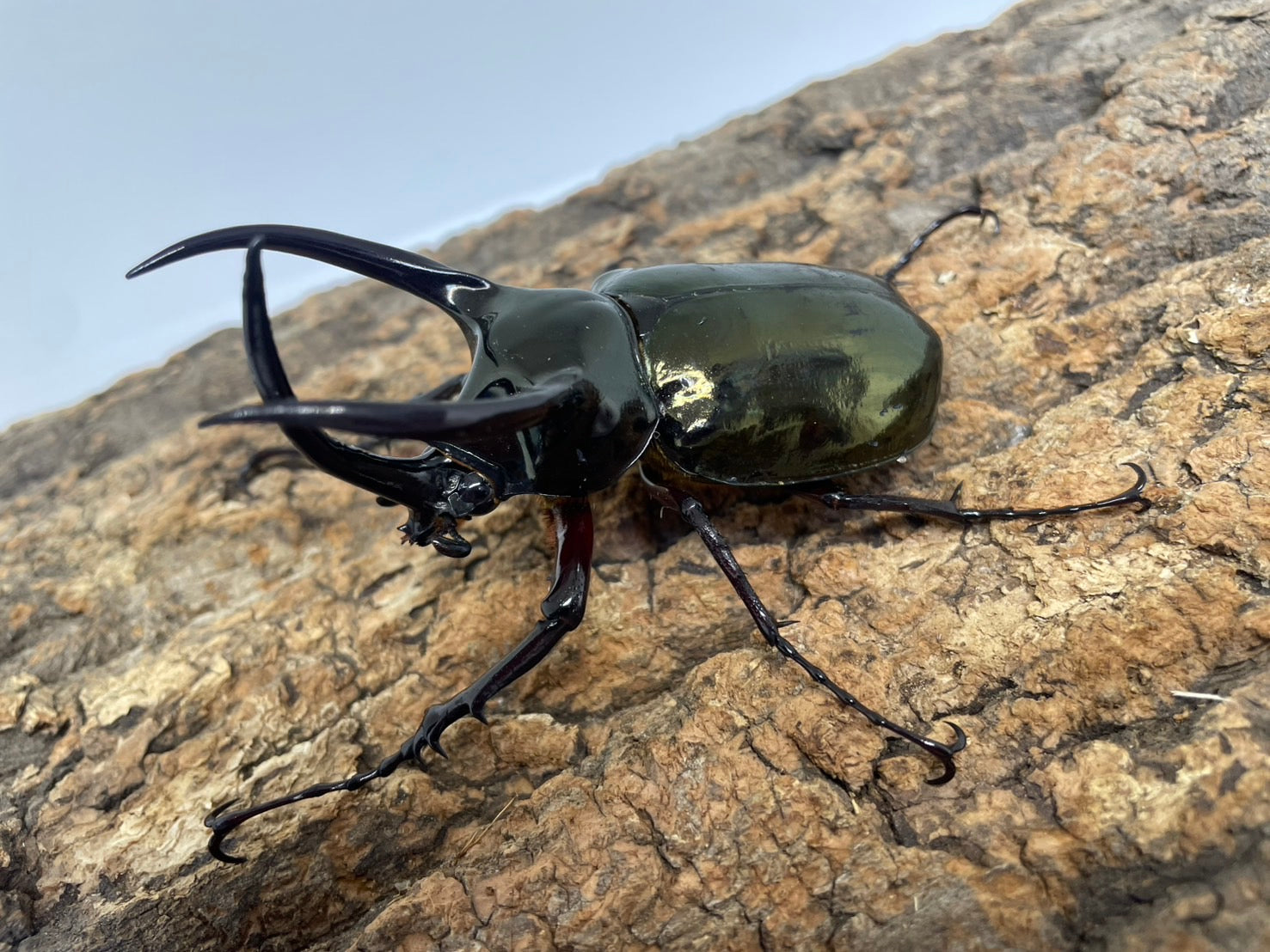 カブトムシの標本 黒 マレーシア カブトムシの標本 黒 マレーシア 2025年】高評価レビュー
