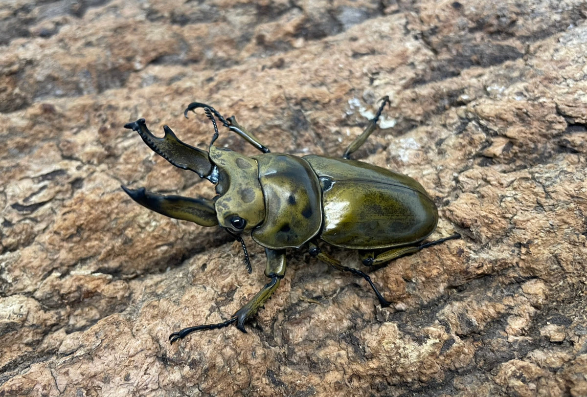 ババオウゴンオニクワガタ