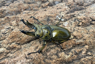 ババオウゴンオニクワガタ