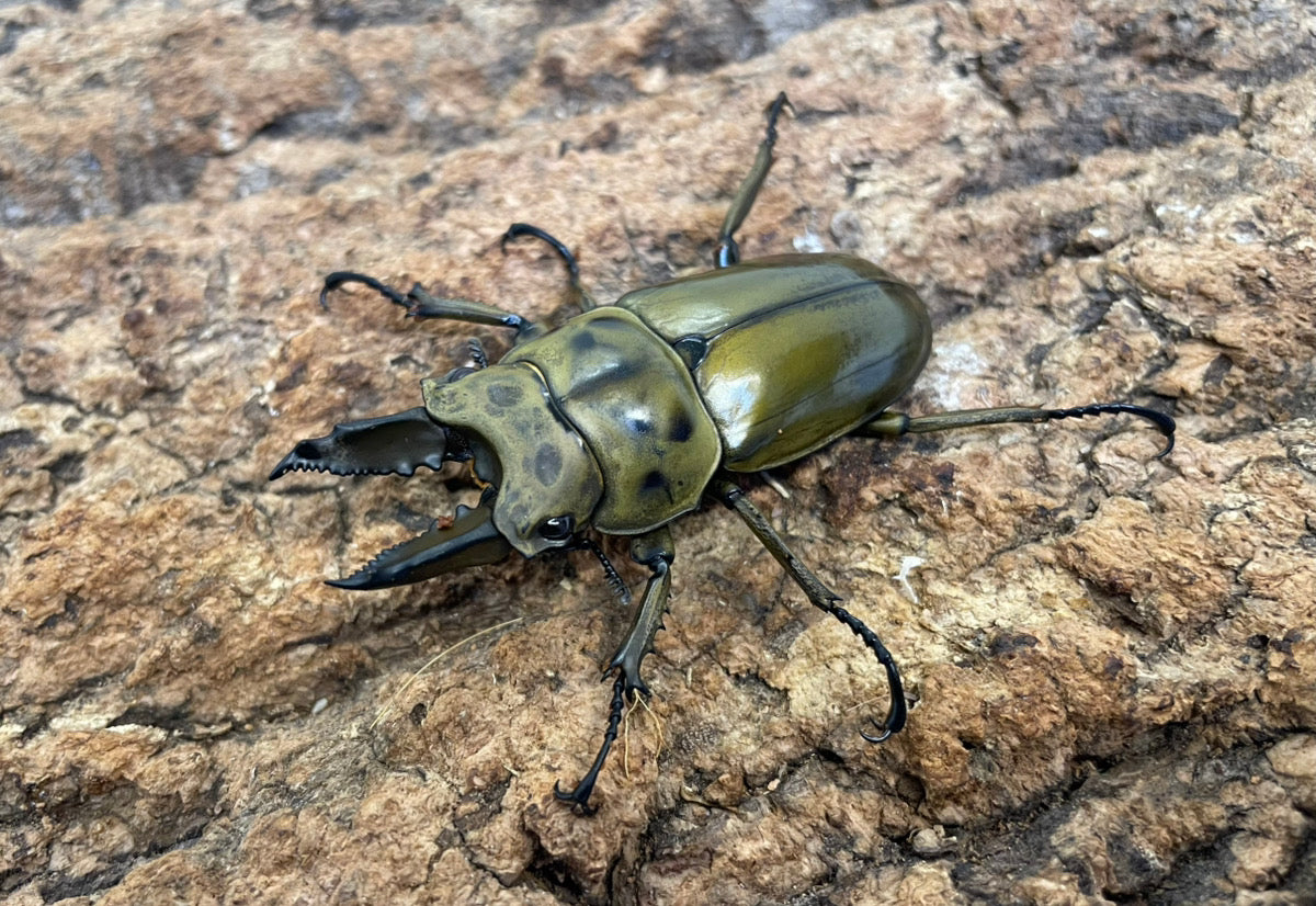 オウゴンオニ系 – INSECT SHOP KMY