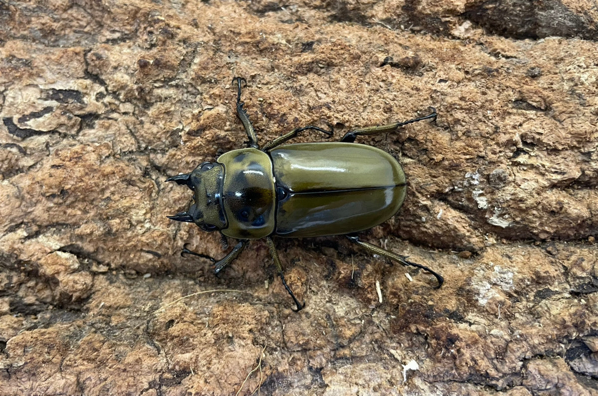 ババオウゴンオニクワガタ