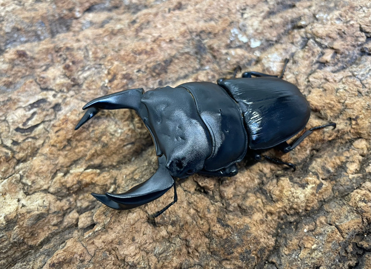 ホペイオオクワガタ（A160血統）