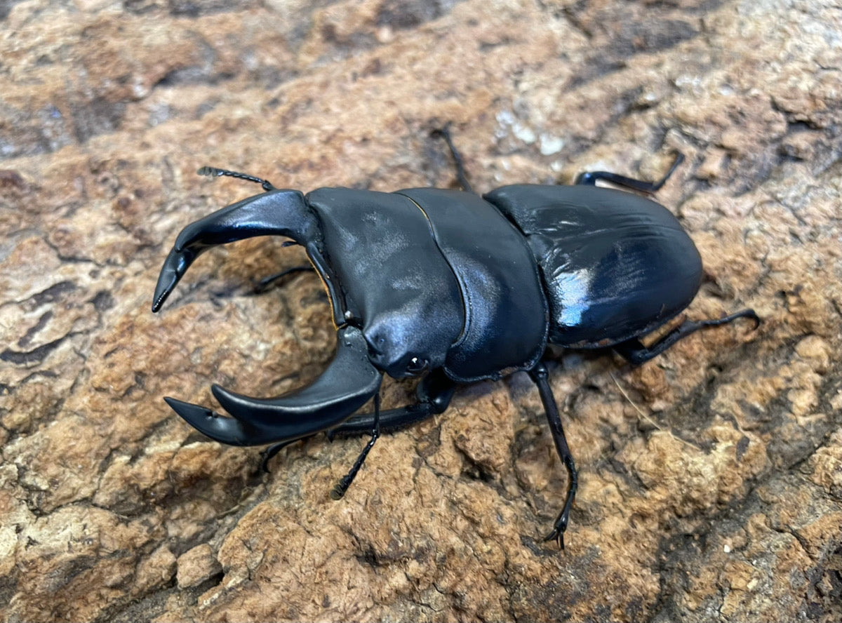 ホペイオオクワガタ（A160血統）