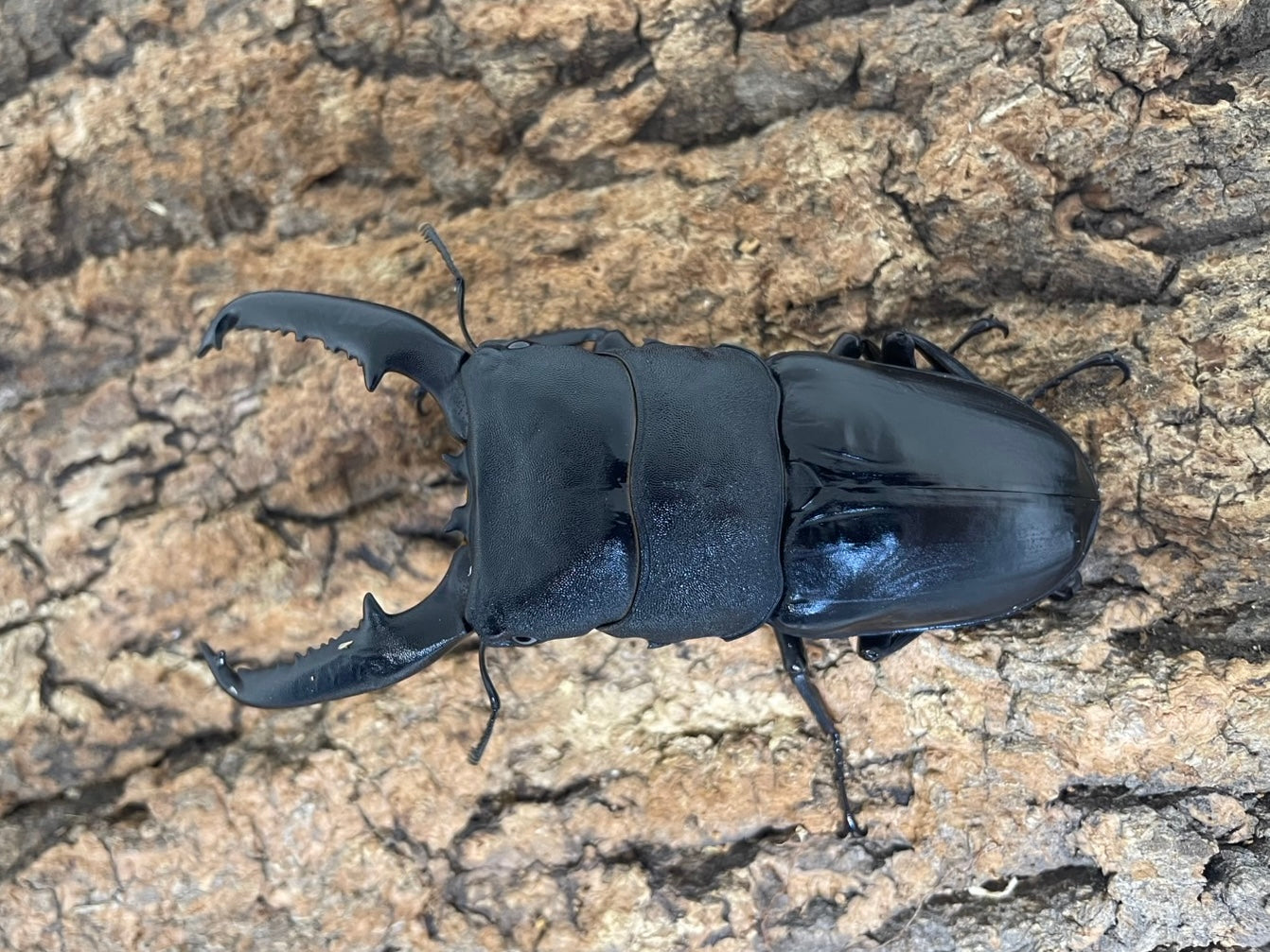 パラワンオオヒラタクワガタ