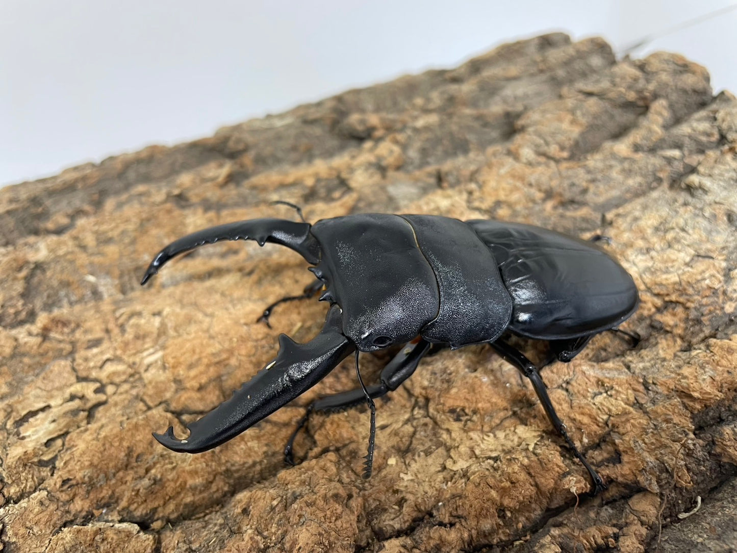 パラワンオオヒラタクワガタ
