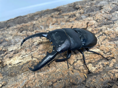 パラワンオオヒラタクワガタ