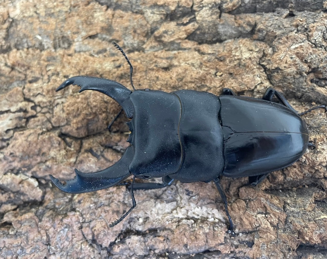 テイオウヒラタクワガタ