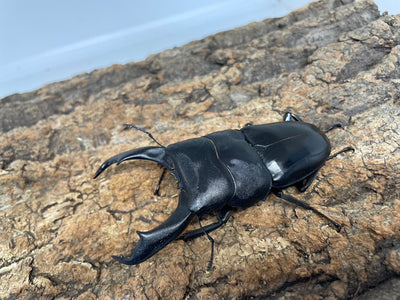 テイオウヒラタクワガタ