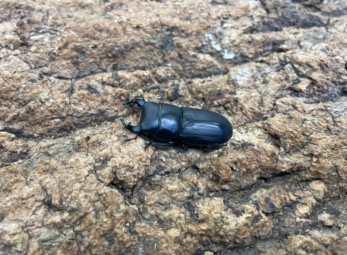 ムシモンオオクワガタ