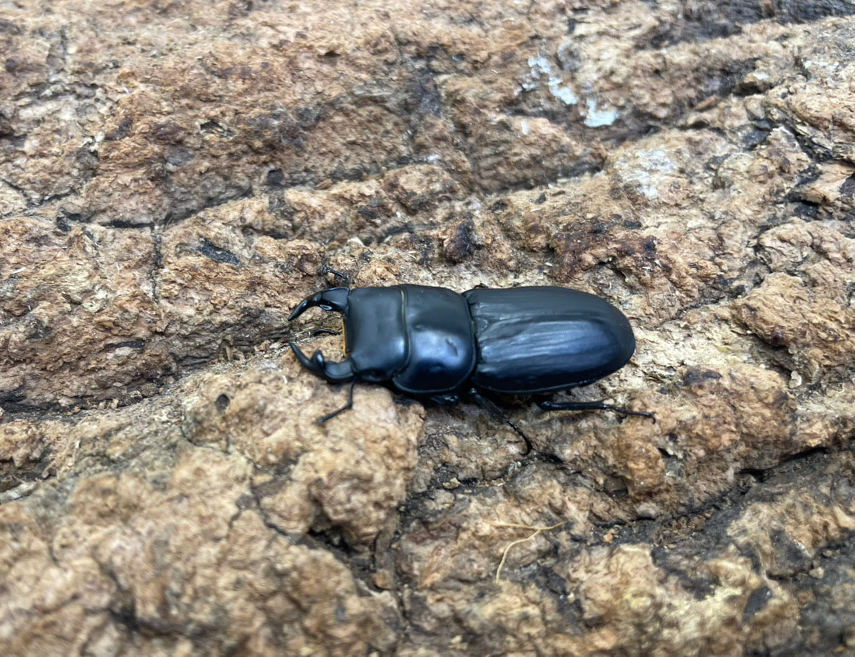 ムシモンオオクワガタ