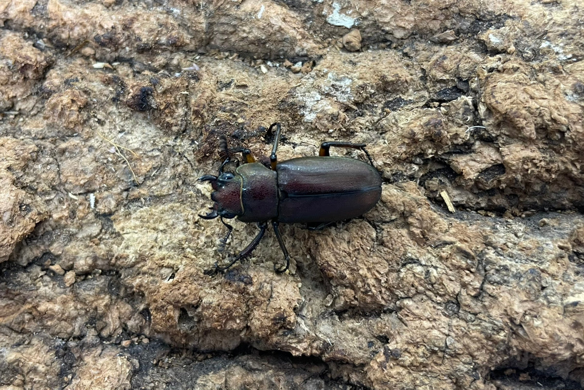 メタリフェルホソアカクワガタ（原名亜種）