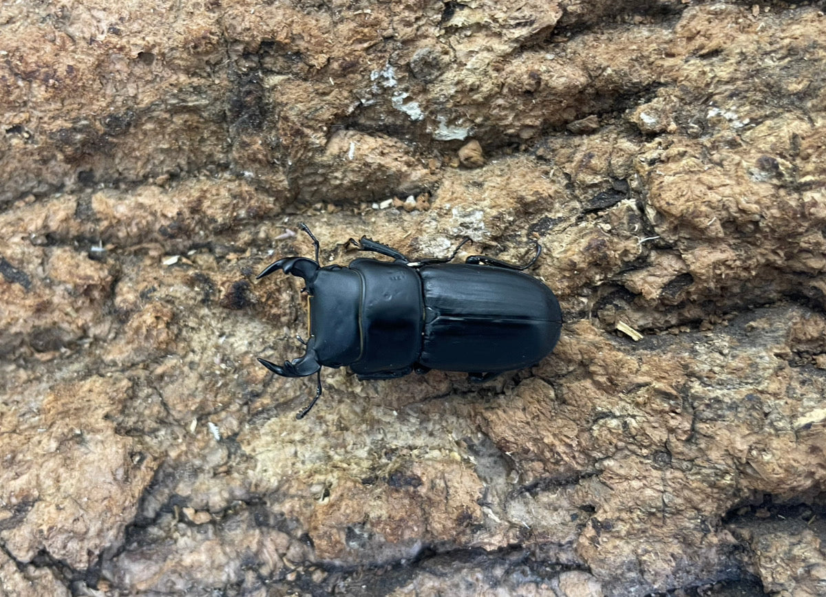 外国産オオクワガタ – INSECT SHOP KMY