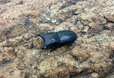 ムシモンオオクワガタ