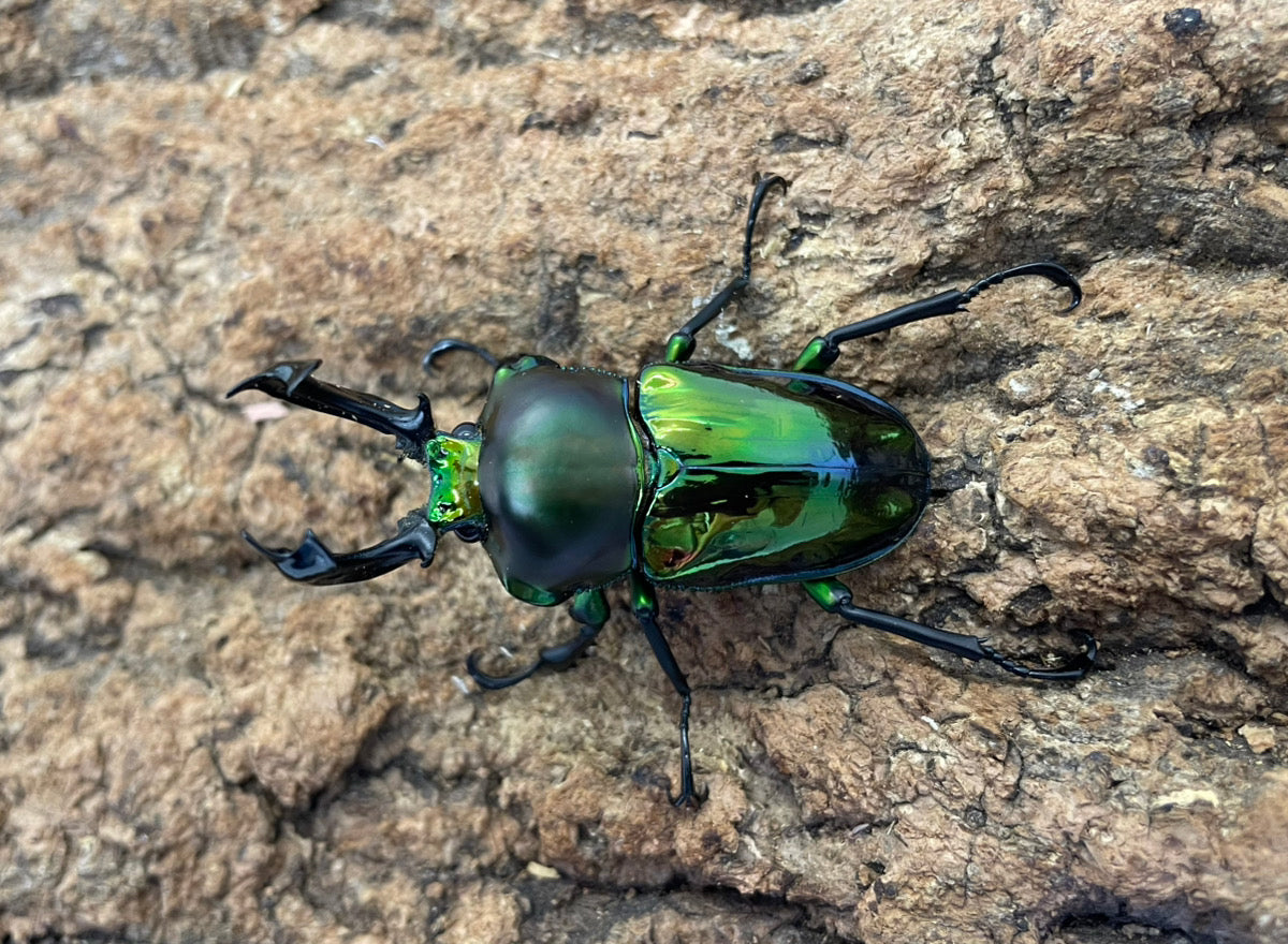 ニジイロクワガタ（グリーン）