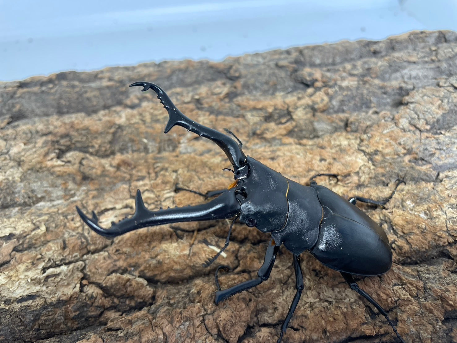 ギラファノコギリクワガタ – INSECT SHOP KMY