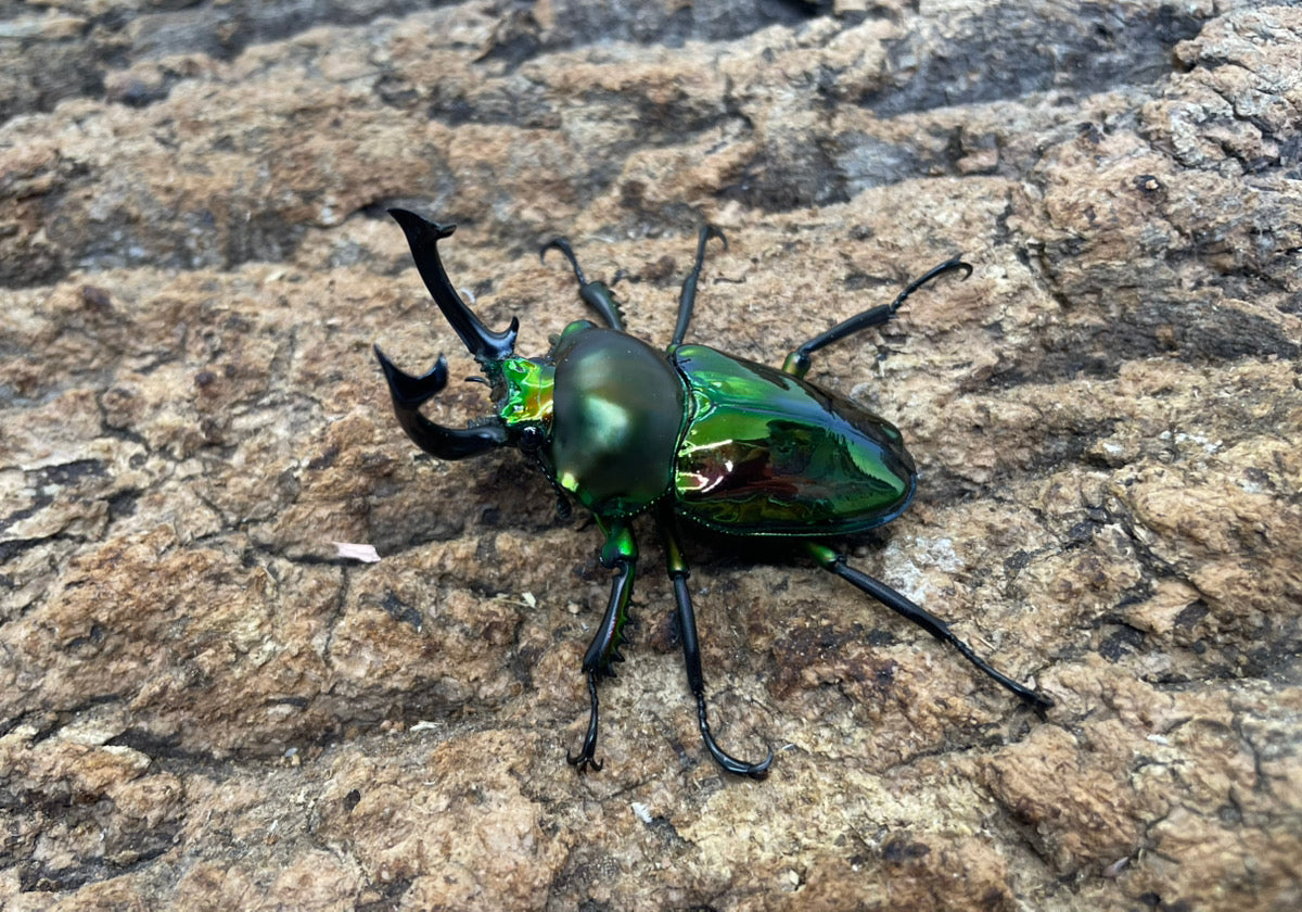 ニジイロクワガタ