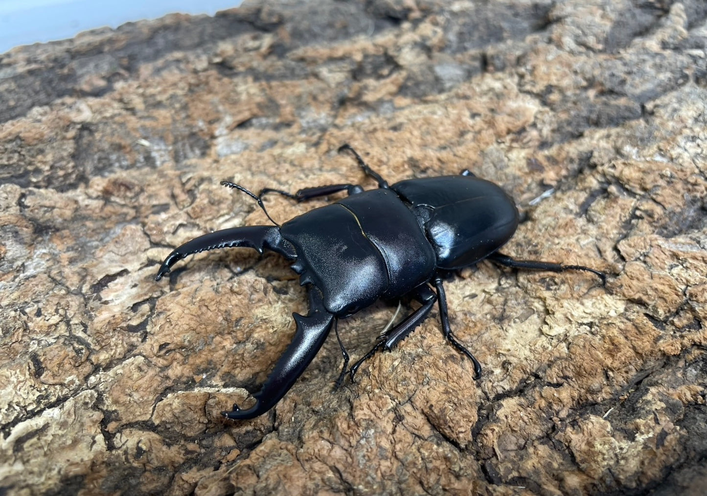 ツシマヒラタクワガタ