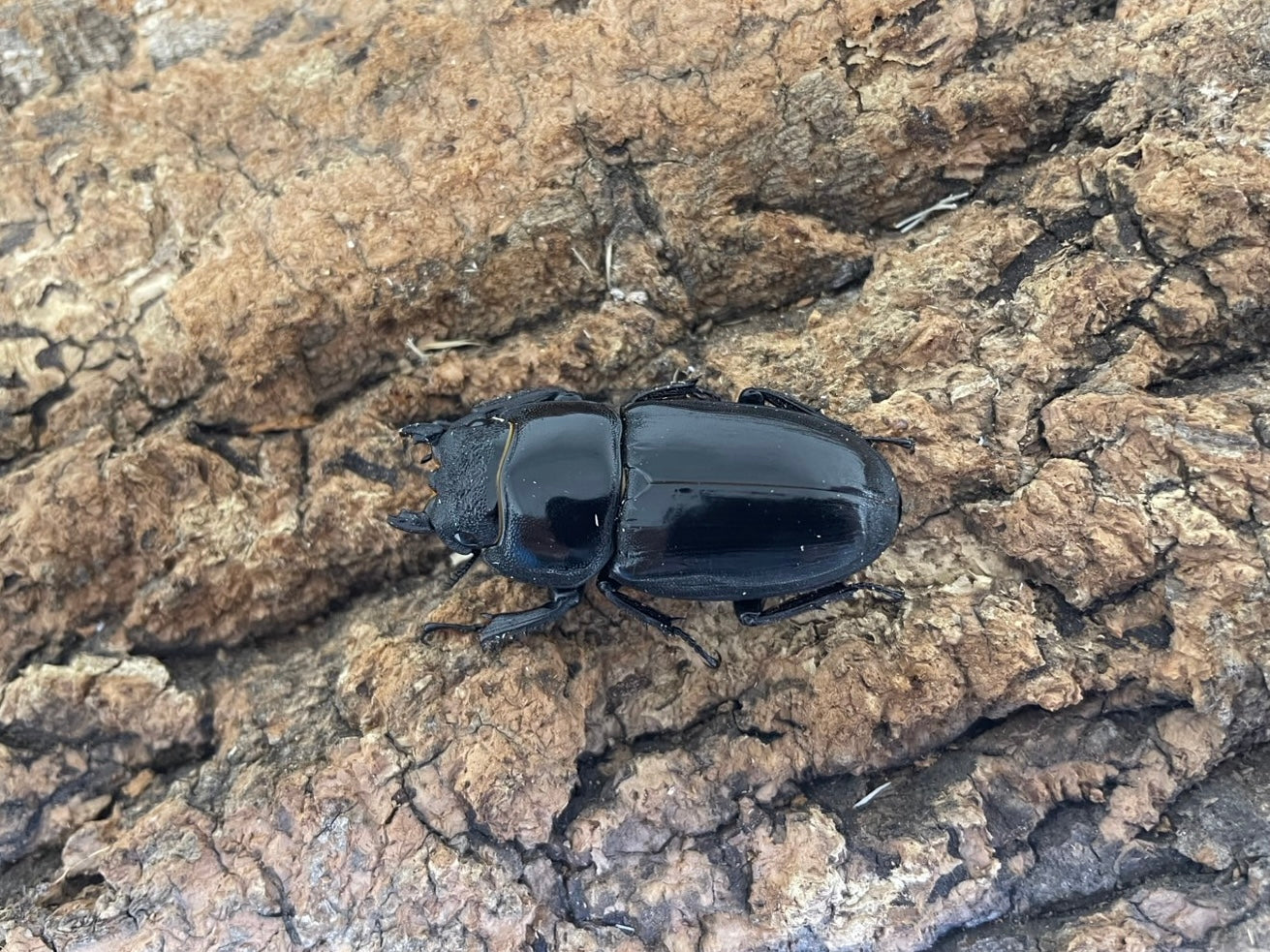 ツシマヒラタクワガタ – INSECT SHOP KMY