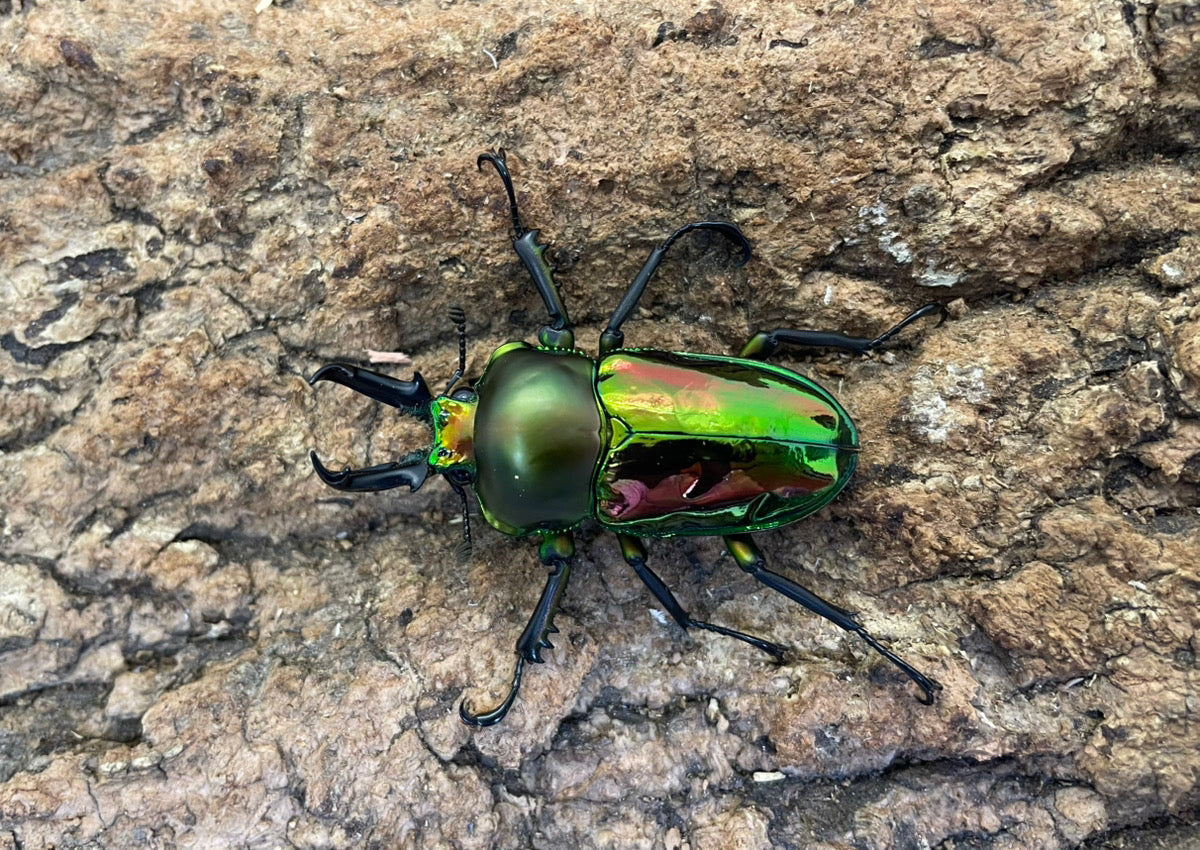 ニジイロクワガタ