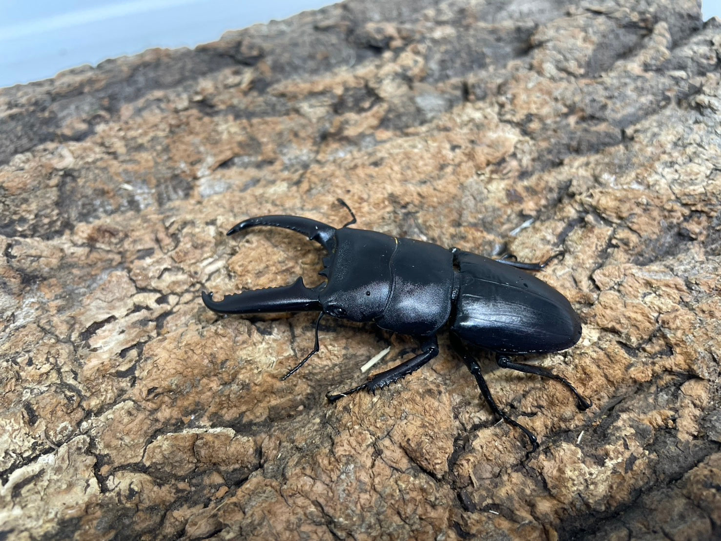 ツシマヒラタクワガタ – INSECT SHOP KMY