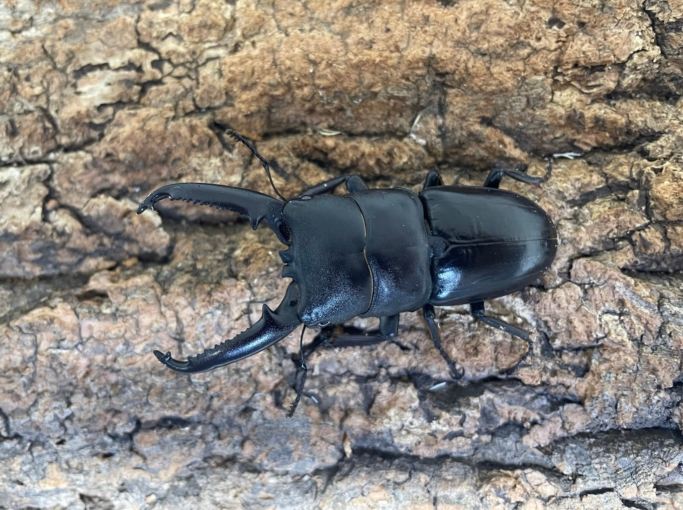 ツシマヒラタクワガタ