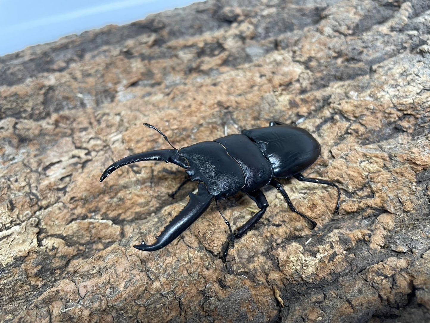 ツシマヒラタクワガタ