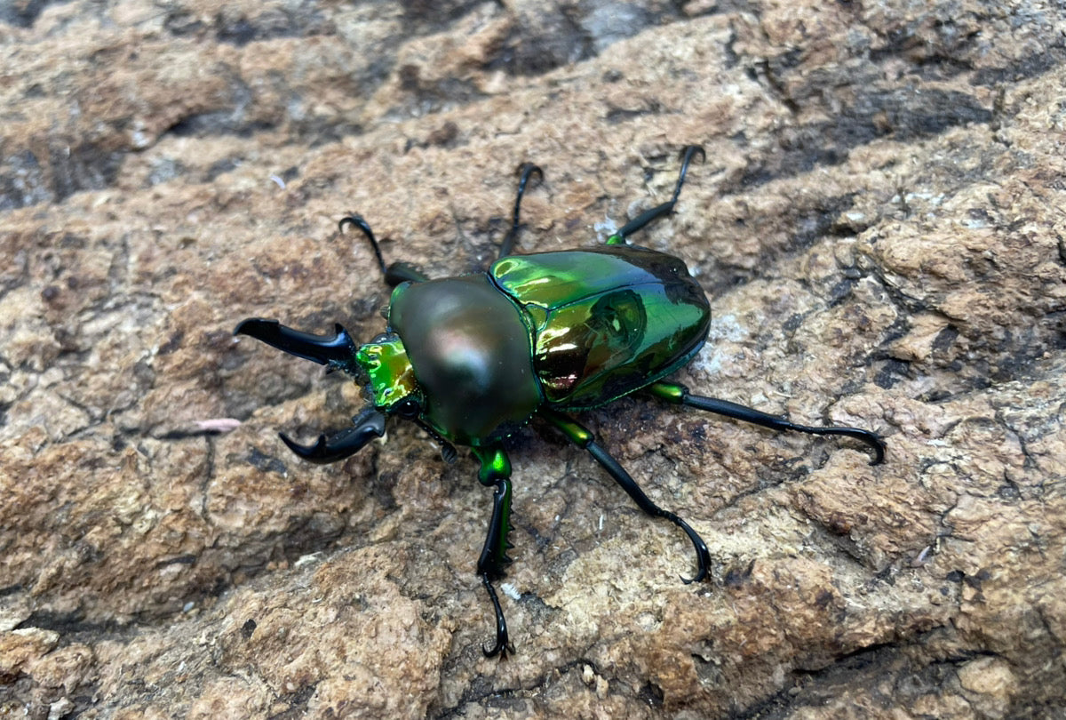 ニジイロクワガタ
