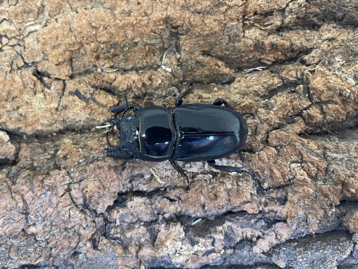 ツシマヒラタクワガタ