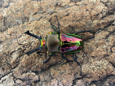 ニジイロクワガタ