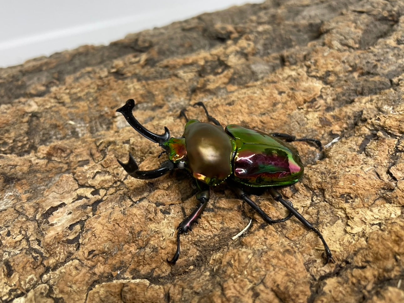 ニジイロクワガタ