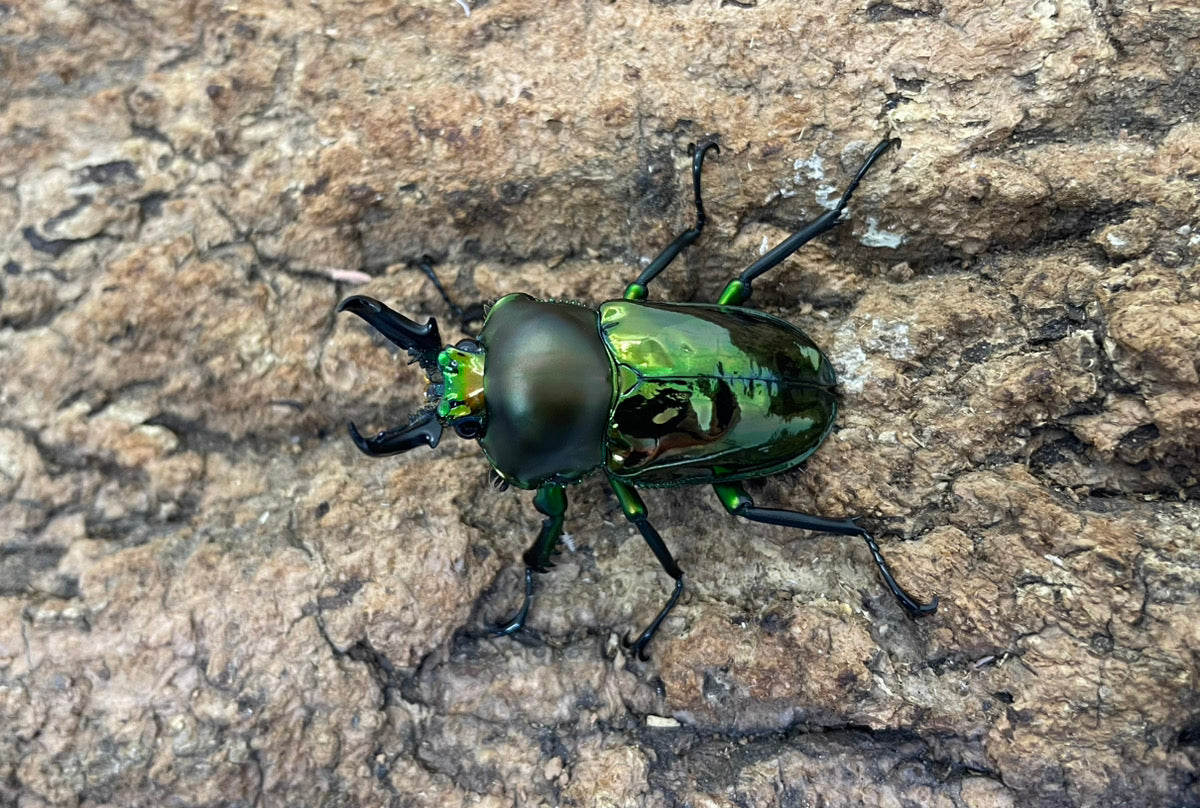 ニジイロクワガタ