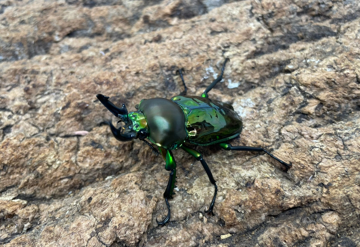 ニジイロクワガタ