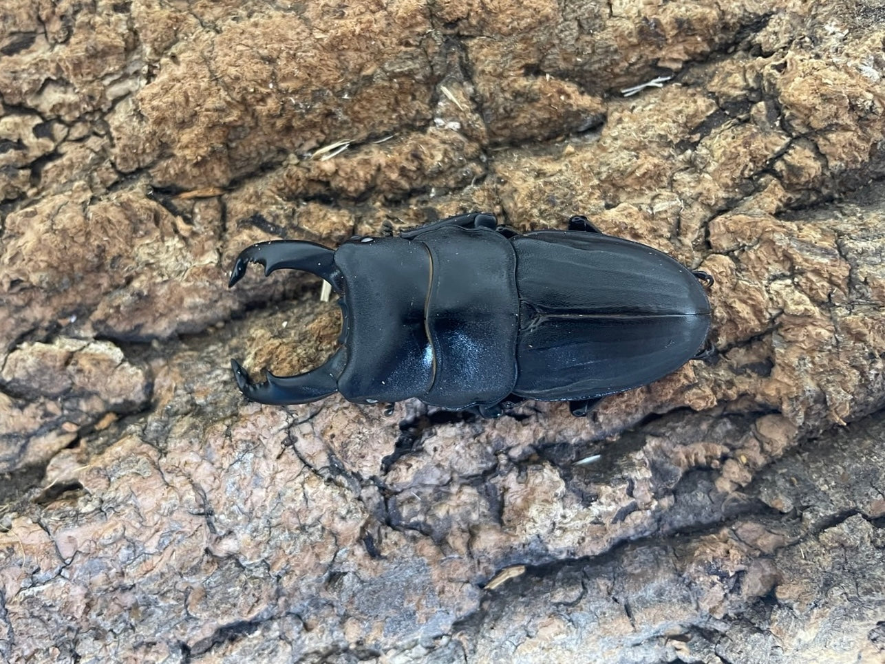 ヒラタクワガタ – INSECT SHOP KMY