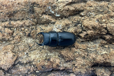 ムシモンオオクワガタ
