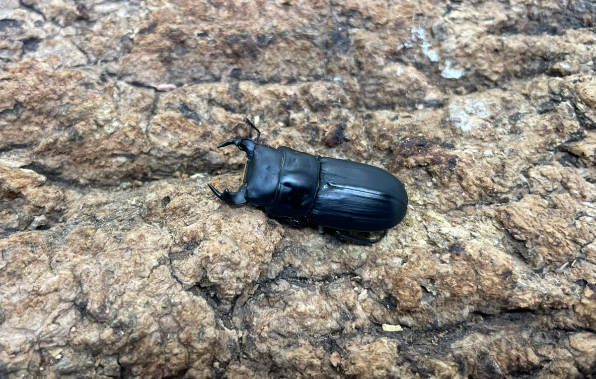 ムシモンオオクワガタ