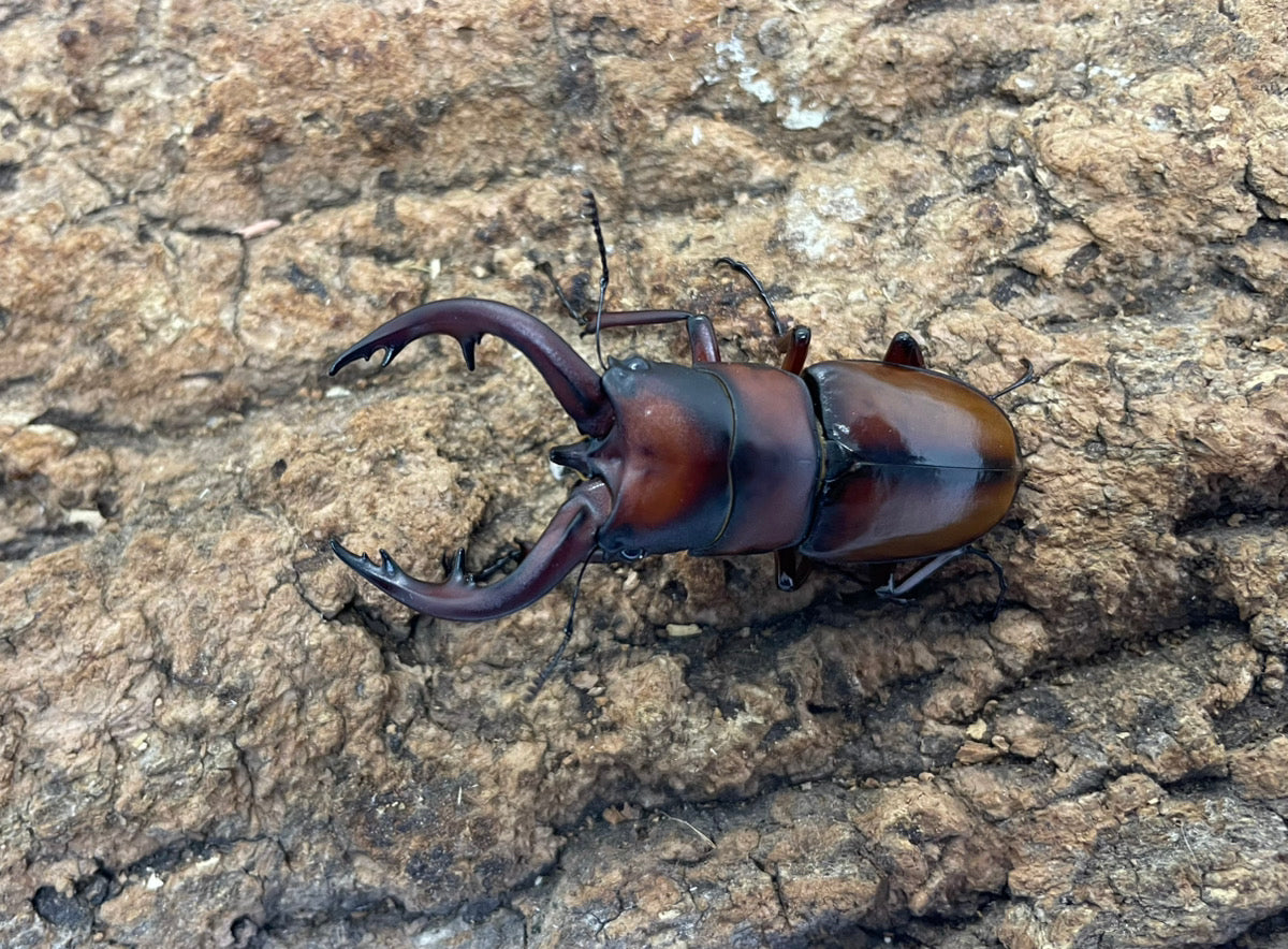 トカラノコギリクワガタ
