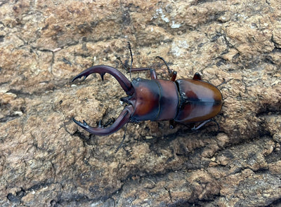トカラノコギリクワガタ