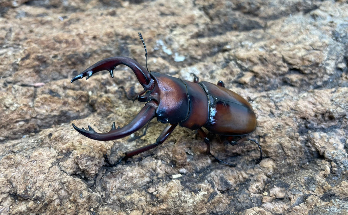 トカラノコギリクワガタ